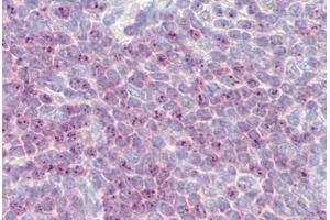Anti-DLL1 antibody IHC staining of human spleen. (DLL1 anticorps  (AA 640-700))