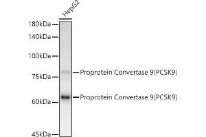 Western blot analysis of extracts of HepG2 cells, using Proprotein Convertase 9(PCSK9) antibody (ABIN7269570) at 1:1000 dilution.