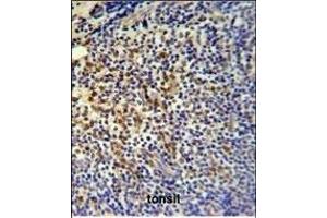 TP3 Antibody (C-term) (ABIN651194 and ABIN2840125) IHC analysis in formalin fixed and paraffin embedded tonsil followed by peroxidase conjugation of the secondary antibody and DAB staining.
