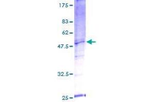 SDS-PAGE (SDS) image for Sorting Nexin 21 (SNX21) (AA 1-199) protein (GST tag) (ABIN1320883)