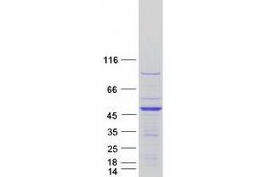 Validation with Western Blot (LRRC46 Protein (Myc-DYKDDDDK Tag))