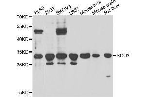 Western blot analysis of extracts of various cell lines, using SCO2 antibody. (SCO2 anticorps)