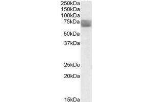 ABIN571044 (0. (TPP1 anticorps  (Internal Region))