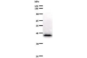 Western Blotting (WB) image for anti-c-Fos (c-Fos) antibody (ABIN931043) (c-FOS anticorps)