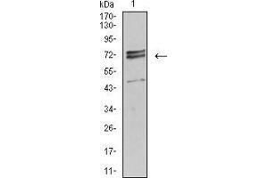 Western blot analysis using IL1R1 mouse mAb against Hela (1) cell lysate.