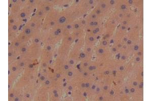 anti-Bone Morphogenetic Protein 1 (BMP1) (AA 610-843) antibody