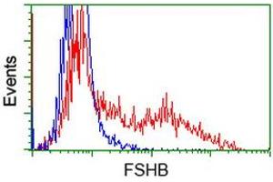 HEK293T cells transfected with either RC214616 overexpress plasmid (Red) or empty vector control plasmid (Blue) were immunostained by anti-FSHB antibody (ABIN2453055), and then analyzed by flow cytometry.