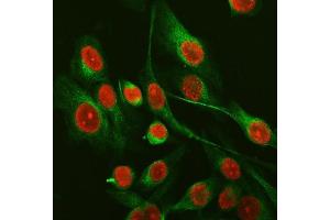 IF analysis of SFPQ using anti-SFPQ antibody (ABIN7603089) and anti-Tubulin Alpha antibody (ABIN7600339). (SFPQ anticorps  (Middle Region))