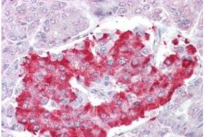 Anti-ATG4D antibody IHC staining of human pancreas. (ATG4D anticorps  (AA 444-457))