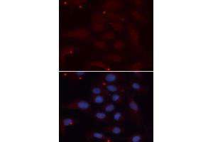 Immunofluorescence analysis of U2OS cells using KPNA1 antibody. (KPNA1 anticorps  (AA 1-300))