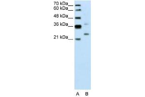 DCUN1D1 antibody used at 0. (DCUN1D1 anticorps)