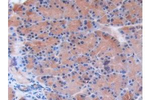 Detection of LXN in Rat Pancreas Tissue using Polyclonal Antibody to Latexin (LXN)