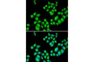 Immunofluorescence (IF) image for anti-Dopamine Receptor D3 (DRD3) antibody (ABIN1872356)