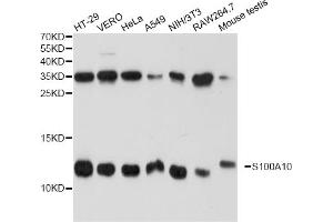 Western blot analysis of extracts of various cell lines, using S100A10 antibody (ABIN1874680) at 1:1000 dilution. (S100A10 anticorps)