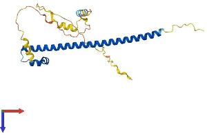 AlphaFold protein structure predicition of Human Recombinant NRL Protein, UniprotID P54845
