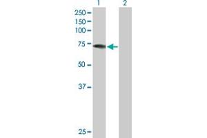 Western Blot analysis of DDX43 expression in transfected 293T cell line by DDX43 MaxPab polyclonal antibody. (DDX43 anticorps  (AA 1-648))