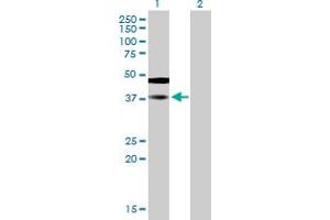 Western Blot analysis of SAMSN1 expression in transfected 293T cell line by SAMSN1 MaxPab polyclonal antibody. (SAMSN1 anticorps  (AA 1-373))