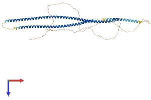 AlphaFold protein structure predicition of Mouse Recombinant Krt4 Protein, UniprotID P07744
