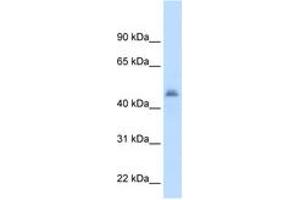 Image no. 1 for anti-Cytochrome P450, Family 3, Subfamily A, Polypeptide 7 (CYP3A7) (AA 251-300) antibody (ABIN204977) (CYP3A7 anticorps  (AA 251-300))