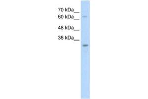 Western Blotting (WB) image for anti-Non-SMC Element 1 Homolog (NSMCE1) antibody (ABIN2462690) (NSMCE1 anticorps)