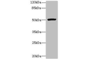 Western blot All lanes: PORCN antibody at 3 μg/mL + Mouse thymus tissue Secondary Goat polyclonal to rabbit IgG at 1/10000 dilution Predicted band size: 53, 52, 43 kDa Observed band size: 53 kDa (PORCN anticorps  (AA 269-332))