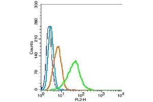 Hela probed with Nitrotyrosine Polyclonal Antibody, Unconjugated  at 1:100 for 30 minutes followed by incubation with a conjugated secondary (PE Cpnjugated) (green) for 30 minutes compared to control cells (blue), secondary only (light blue) and isotype control (orange).