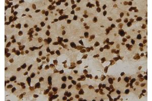 ABIN6276547 at 1/100 staining Rat liver tissue by IHC-P.
