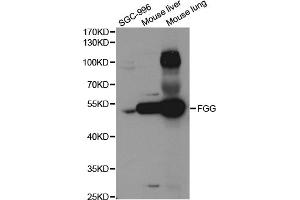 Western blot analysis of extracts of various cell lines, using FGG antibody. (FGG anticorps)