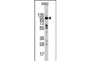 Western blot analysis of MYO1C Antibody (C-term) (ABIN390351 and ABIN2840764) in K562 cell line lysates (35 μg/lane). (Myosin ID anticorps  (C-Term))