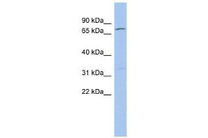 ZFP90 antibody used at 0. (ZNF90 anticorps  (Middle Region))