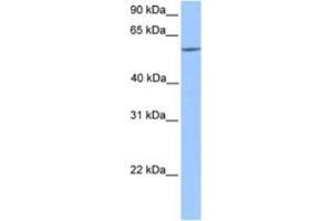 Western Blotting (WB) image for anti-Ets2 Repressor Factor (ERF) antibody (ABIN2460262) (ERF anticorps)