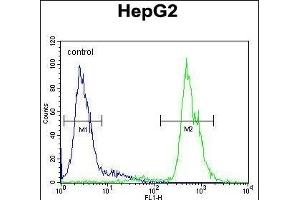 MSTR Antibody (N-term) (ABIN654568 and ABIN2844273) flow cytometric analysis of HepG2 cells (right histogram) compared to a negative control cell (left histogram). (MAMSTR anticorps  (N-Term))