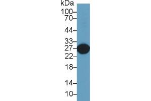 Western Blot; Sample: Rat Liver lysate; Primary Ab: 2µg/ml Rabbit Anti-Rat GSTa5 Antibody Second Ab: 0. (GSTa5 anticorps  (AA 1-221))