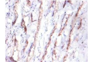 Immunohistochemistry of paraffin-embedded human kidney tissue using ABIN7148991 at dilution of 1:10 (CST3 anticorps  (AA 27-146))