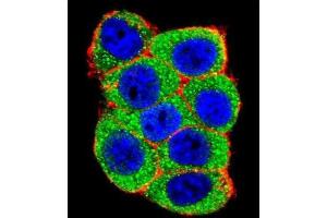 Immunofluorescence (IF) image for anti-Ubiquitin Protein Ligase E3A (ube3a) antibody (ABIN3001484) (ube3a anticorps)