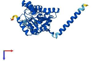 AlphaFold protein structure predicition of Human Recombinant SDR16C5 Protein, UniprotID Q8N3Y7