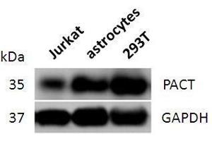 Western blot analysis of PACT expression in lysates of Jurkat cells, astrocytes and 293T cells.