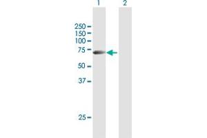 Western Blot analysis of STAU1 expression in transfected 293T cell line by STAU1 MaxPab polyclonal antibody.
