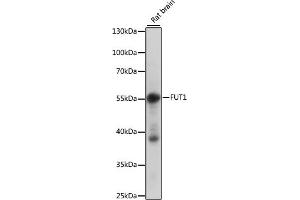 Western blot analysis of extracts of rat brain, using FUT1 antibody (ABIN7267272) at 1:1000 dilution. (FUT1 anticorps  (AA 130-310))