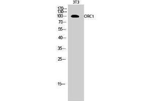 Western Blotting (WB) image for anti-Origin Recognition Complex, Subunit 1 (ORC1L) (Internal Region) antibody (ABIN3176678) (ORC1 anticorps  (Internal Region))