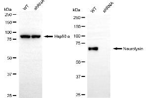 Western blotting analysis using neurolysin antibody (ABIN7799583).