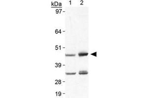 Western blot analysis of Plin5 in heart lysate using Plin5 polyclonal antibody . (PLIN5 anticorps  (AA 400-463))