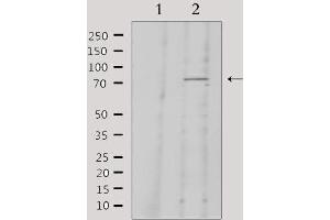 Western blot analysis of extracts from 293, using KNG1 Antibody.