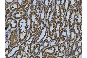ABIN6279484 at 1/100 staining Rat kidney tissue by IHC-P. (HLA-DMA anticorps)