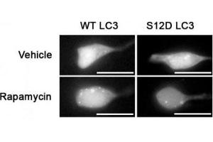SH-SY5Y cells expressing GFP-LC3-WT or-S12D mutation (reduced puncta) treated with rapamycin or vehicle for 1h and probed with phospho-LC3C antibody (LC3C anticorps  (pSer12))