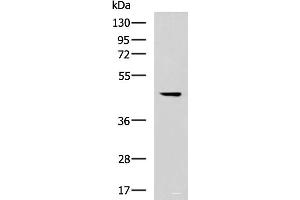 Western blot analysis of 293T cell lysate using MLNR Polyclonal Antibody at dilution of 1:500 (Motilin Receptor anticorps)