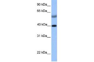 WB Suggested Anti-ISL1 Antibody Titration:  0. (ISL1 anticorps  (N-Term))