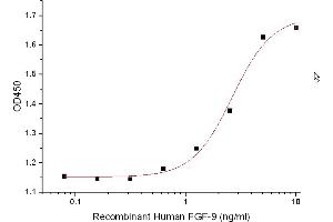 Fibroblast Growth Factor 9 (FGF-9) protein