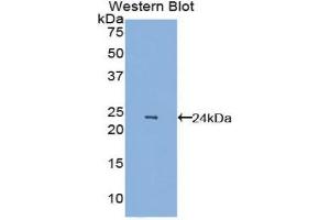 Western Blotting (WB) image for anti-Vascular Endothelial Growth Factor A (VEGFA) (AA 27-190) antibody (ABIN3209188) (VEGFA anticorps  (AA 27-190))