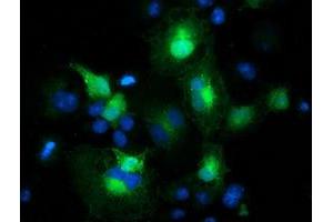 Anti-MAPRE2 mouse monoclonal antibody (ABIN2454584) immunofluorescent staining of COS7 cells transiently transfected by pCMV6-ENTRY MAPRE2 (RC200259). (MAPRE2 anticorps)